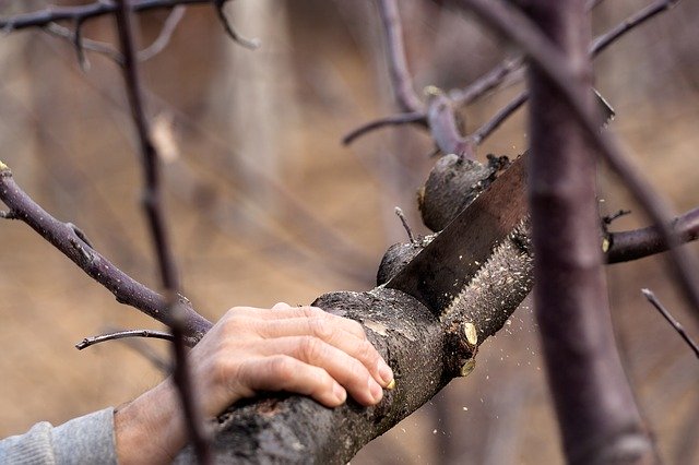 tree removal