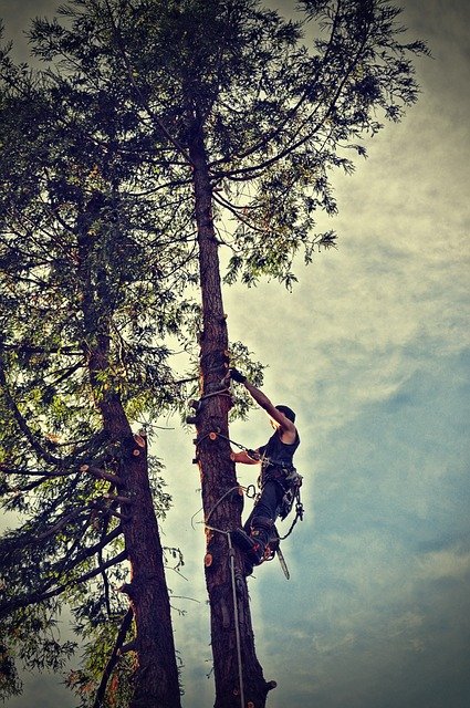 tree