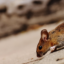 rodents