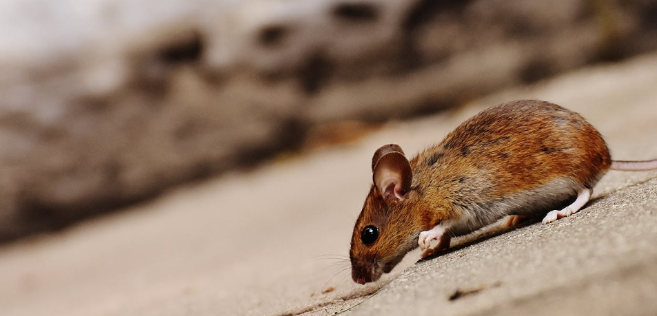 rodents